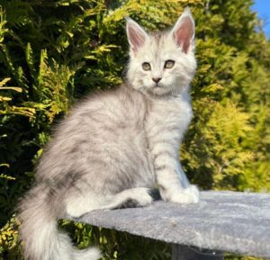 Emir R Maine Coon kitten - Available for adoption at FavCats