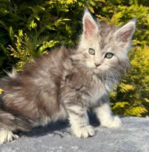 Erick R Maine Coon kitten - Available for adoption at FavCats