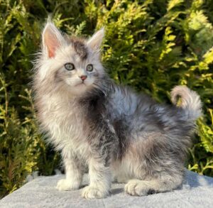 Emeli R Maine Coon kitten - Available for adoption at FavCats