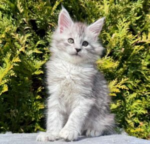 Eremey R Maine Coon kitten - Available for adoption at FavCats