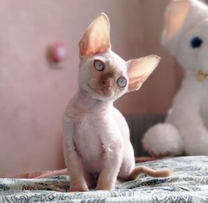 Darvin R Devon Rex Cat kitten - Available for adoption at FavCats