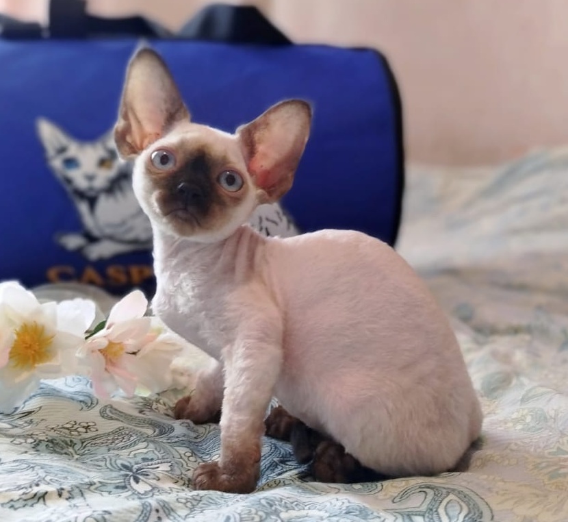 Dakota R Devon Rex Cat kitten - Available for adoption at FavCats