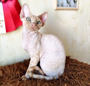 Tevon R Devon Rex Cat kitten - Available for adoption at FavCats
