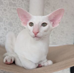 Snuppi R Oriental Cat kitten - Available for adoption at FavCats