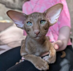 Honey R Oriental Cat kitten - Available for adoption at FavCats