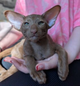 Antik R Oriental Cat kitten - Available for adoption at FavCats