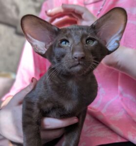 Hugo R Oriental Cat kitten - Available for adoption at FavCats