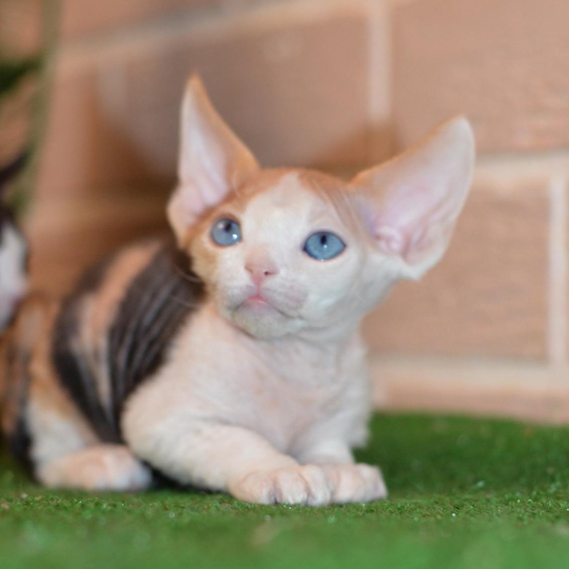 Romashka R thumbnail