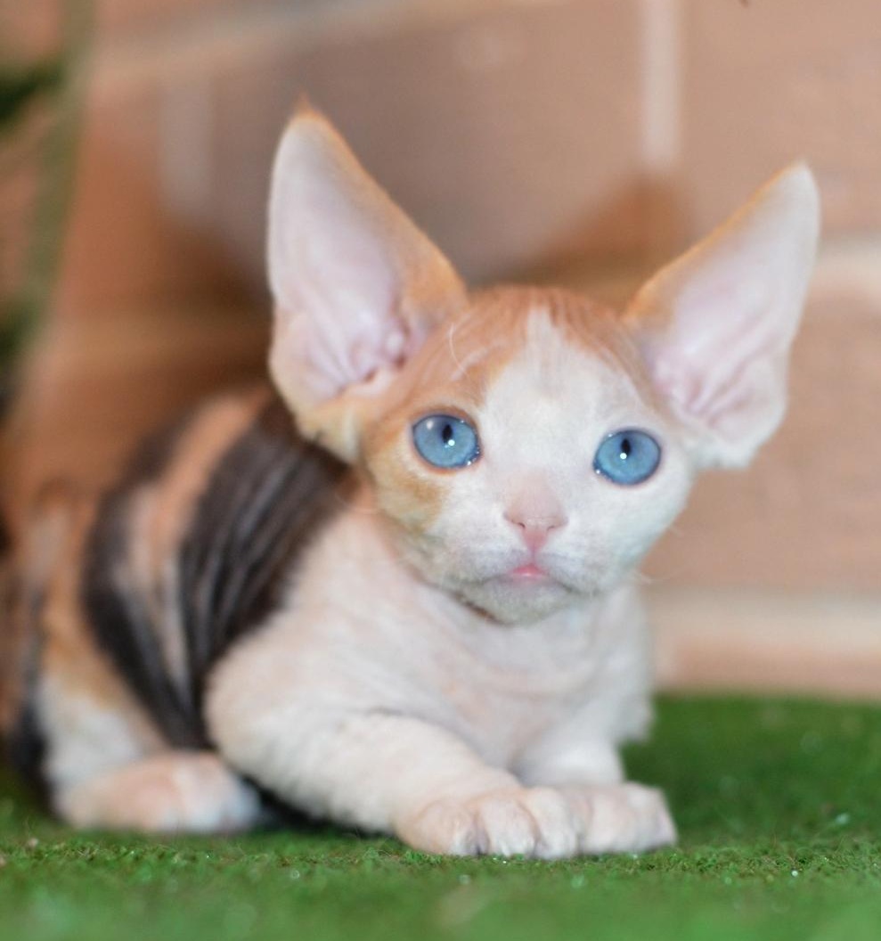 Romashka R thumbnail