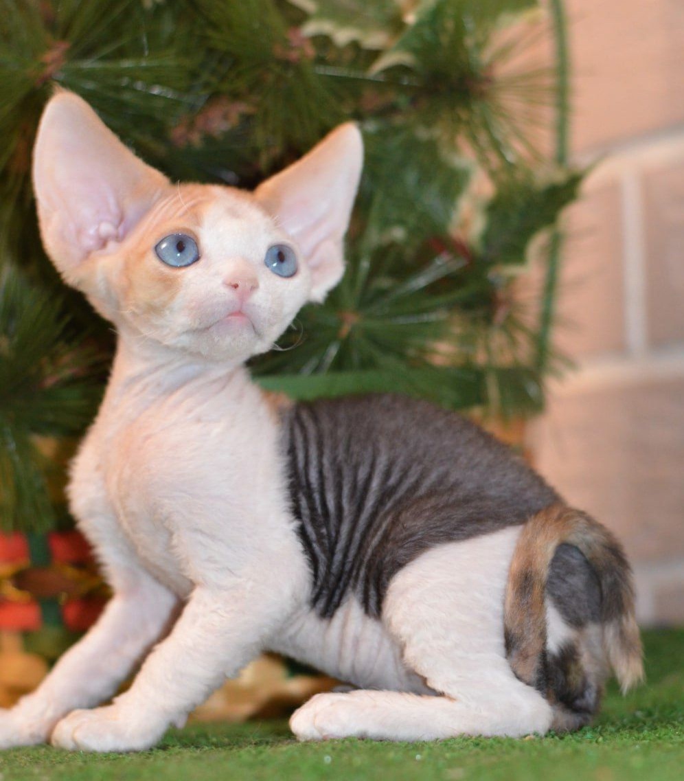 Romashka R Devon Rex Cat kitten - Available for adoption at FavCats