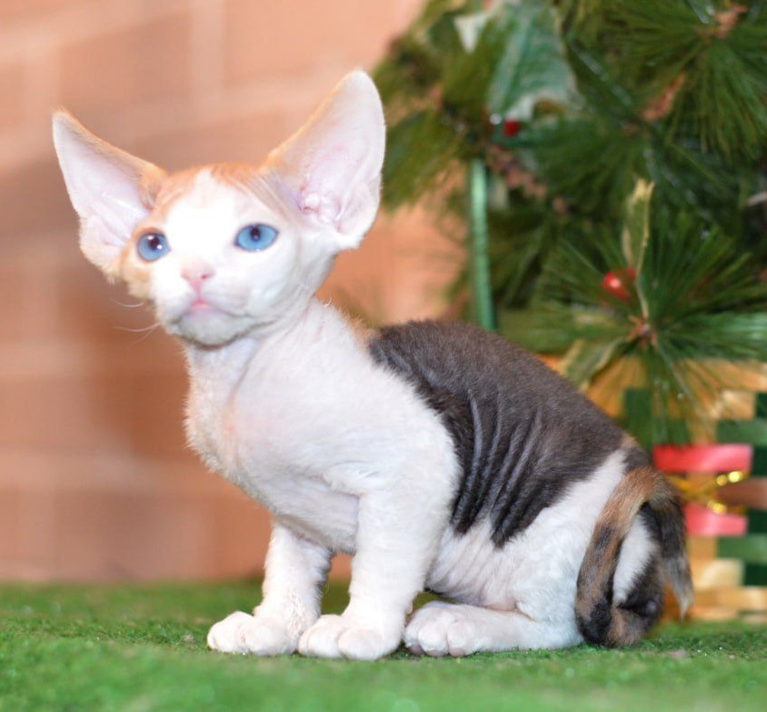 Romashka R thumbnail