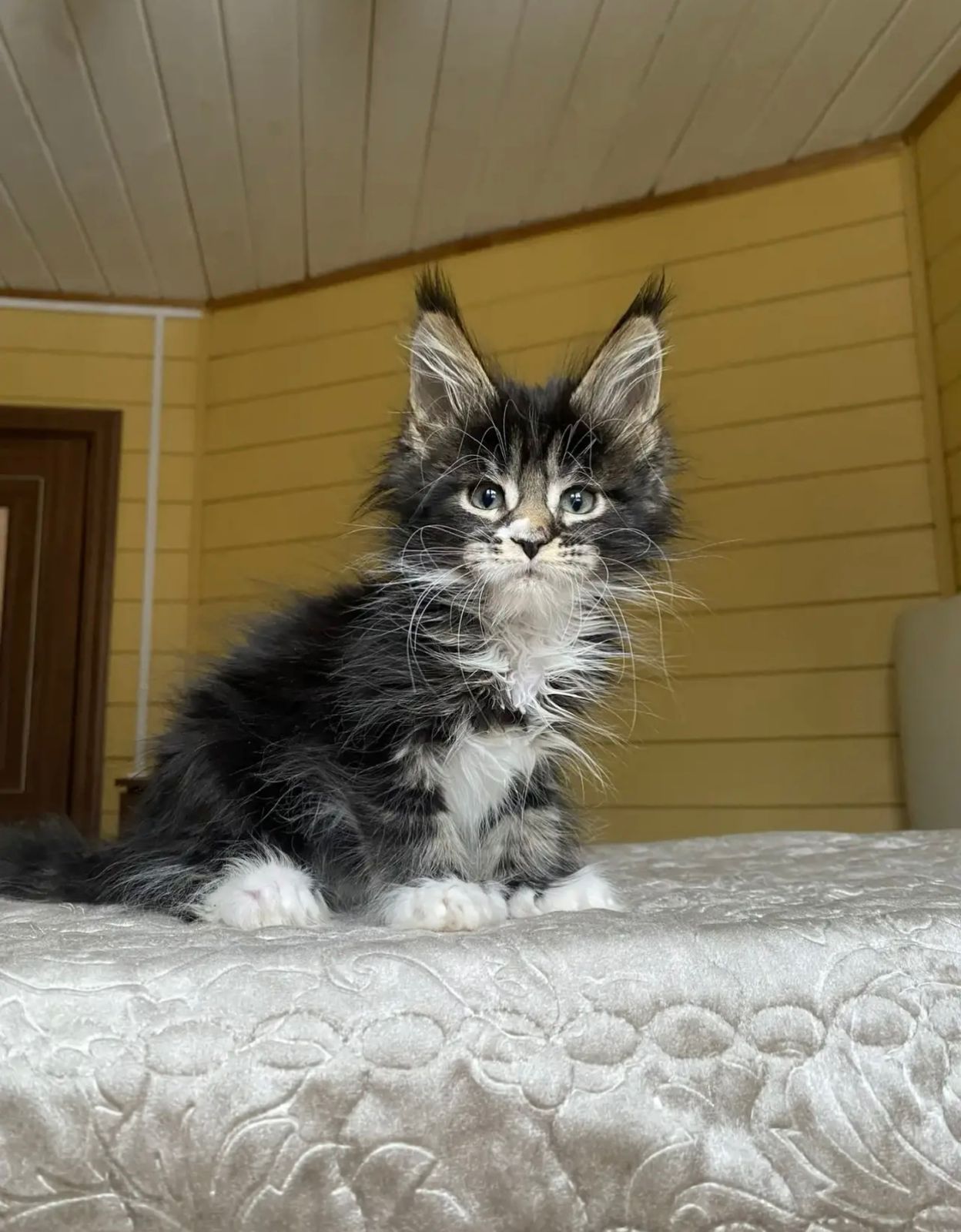 Kukla Polydactyl 6/6/6/6 R thumbnail