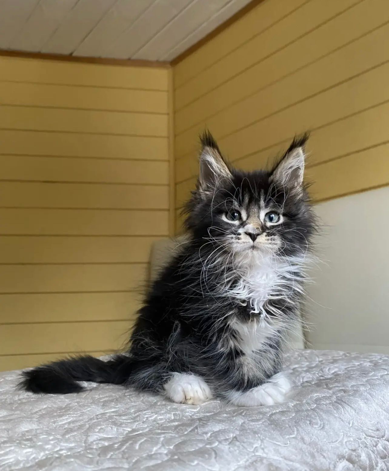 Kukla Polydactyl 6/6/6/6 R