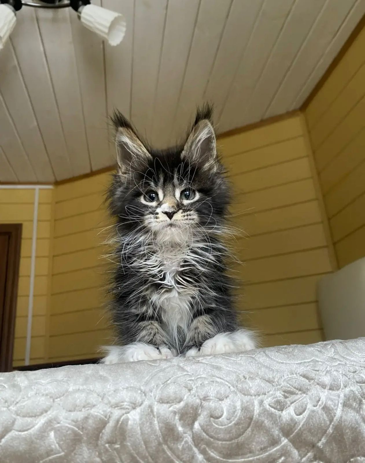 Kukla Polydactyl 6/6/6/6 R