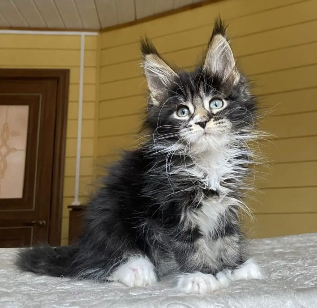 Kukla Polydactyl 6/6/6/6 R