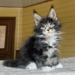 Kukla Polydactyl 6/6/6/6 R thumbnail