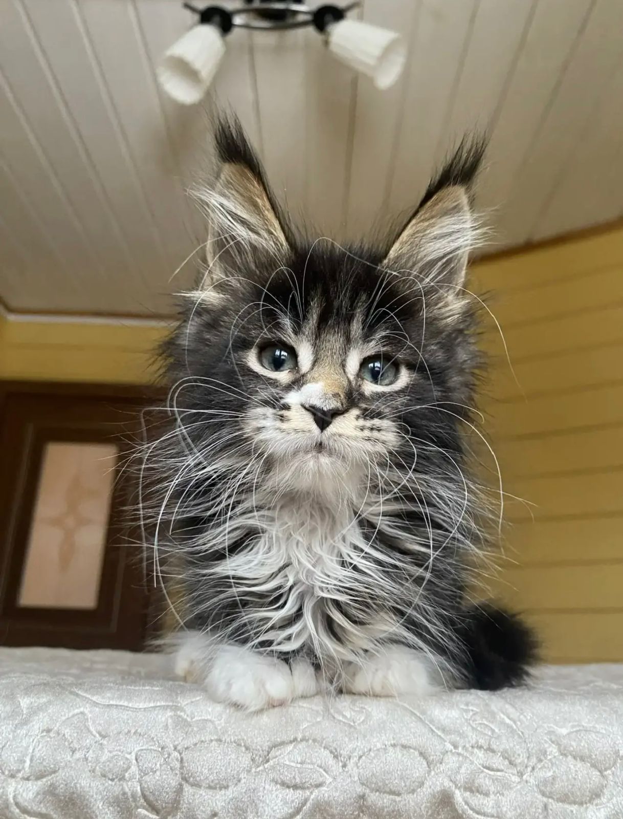 Kukla Polydactyl 6/6/6/6 R