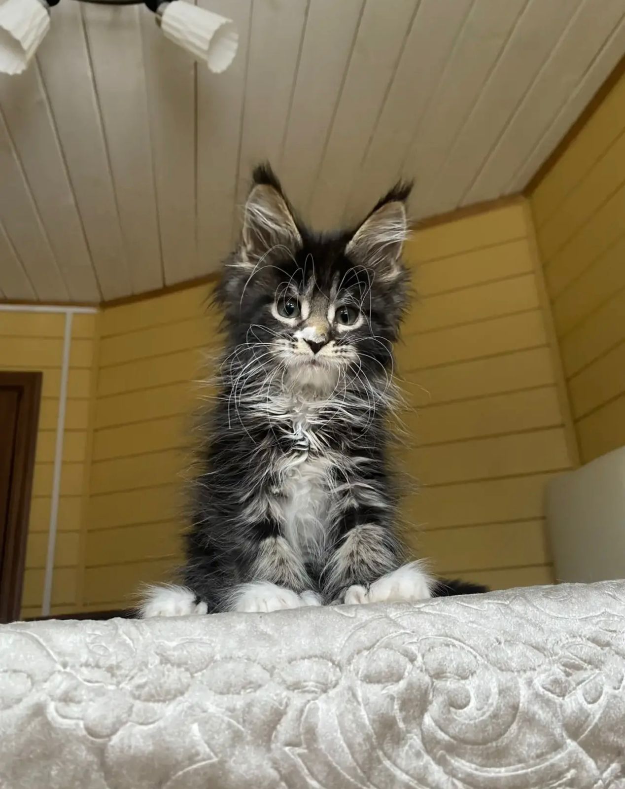 Kukla Polydactyl 6/6/6/6 R