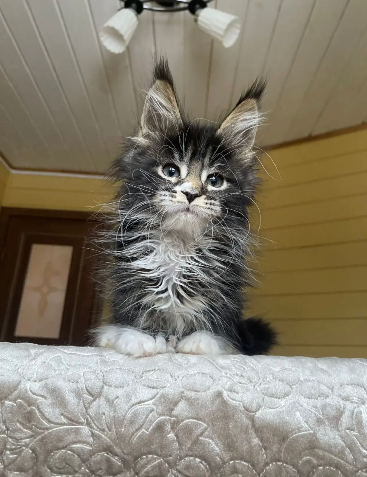 Kukla Polydactyl 6/6/6/6 R