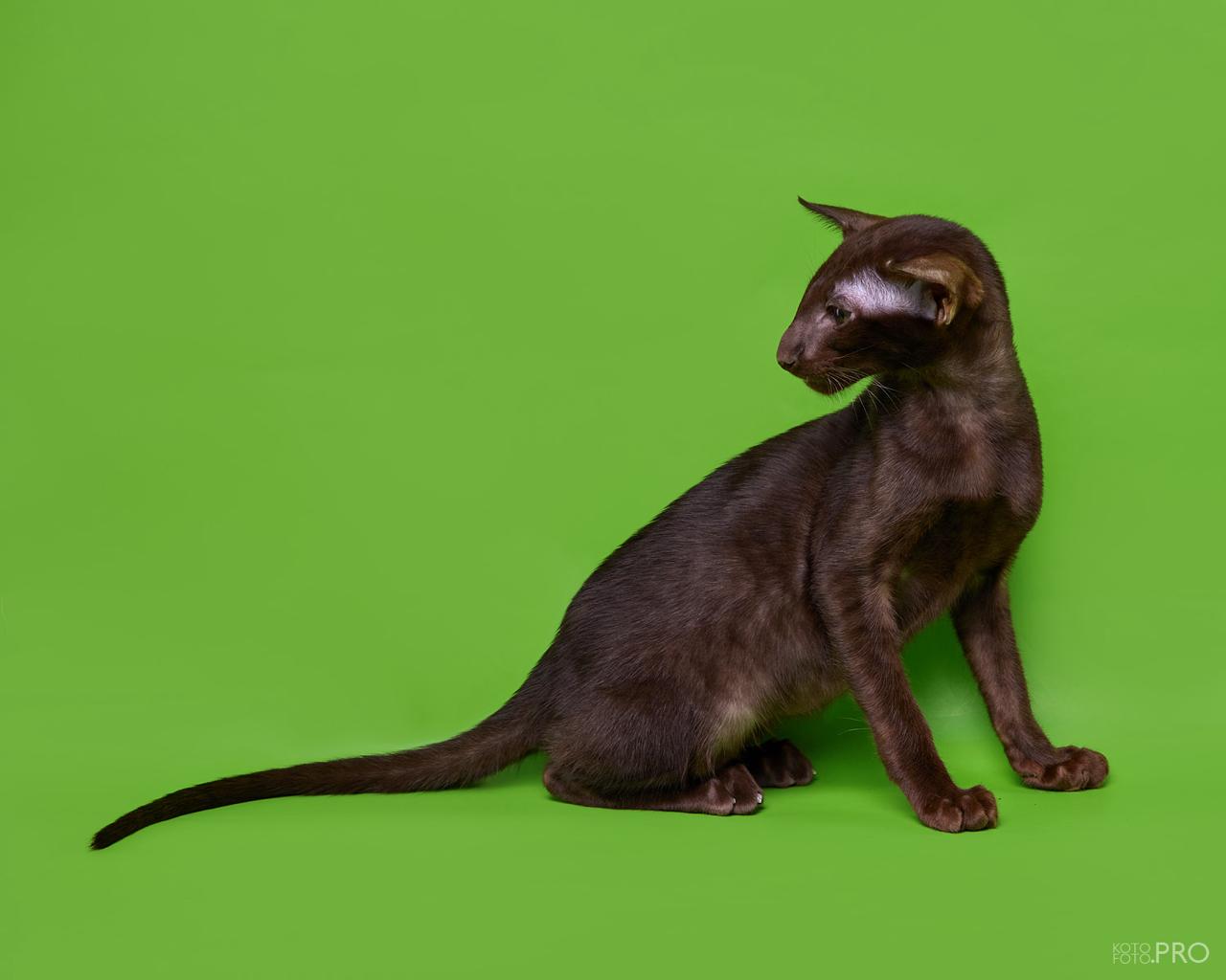 Operetta R Oriental Cat kitten - Available for adoption at FavCats