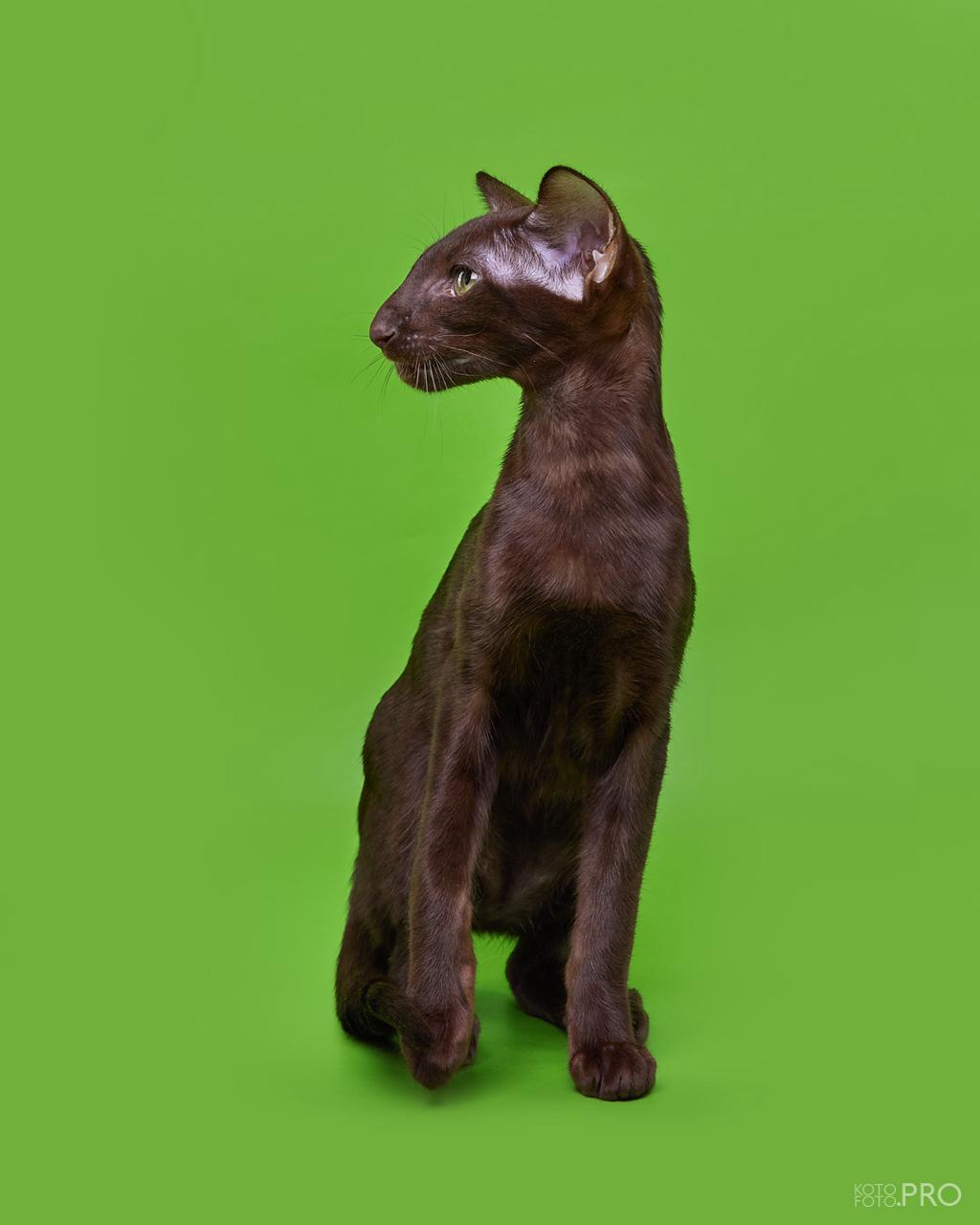 Operetta R thumbnail