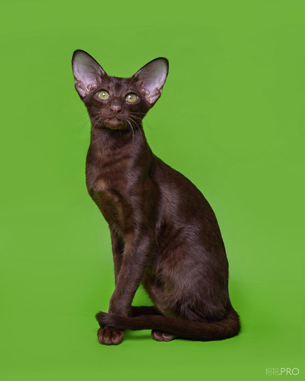 Operetta R thumbnail