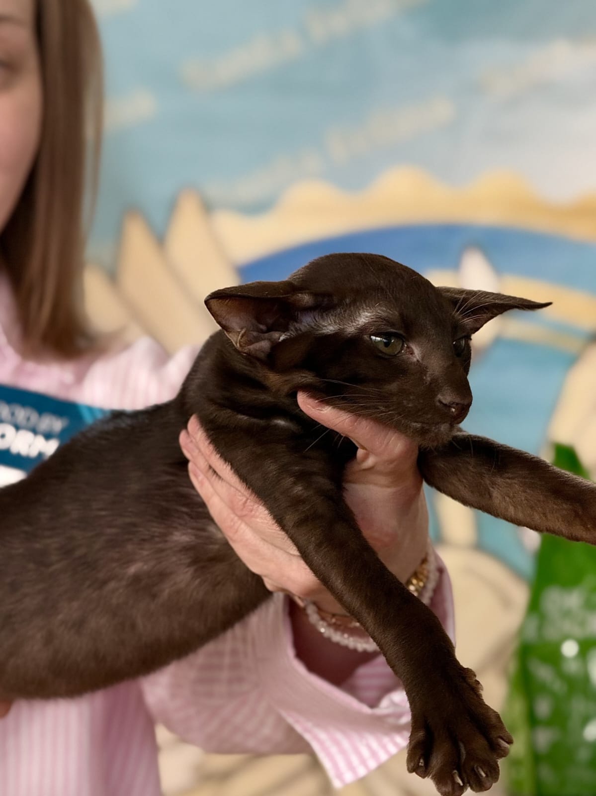 Operetta R thumbnail