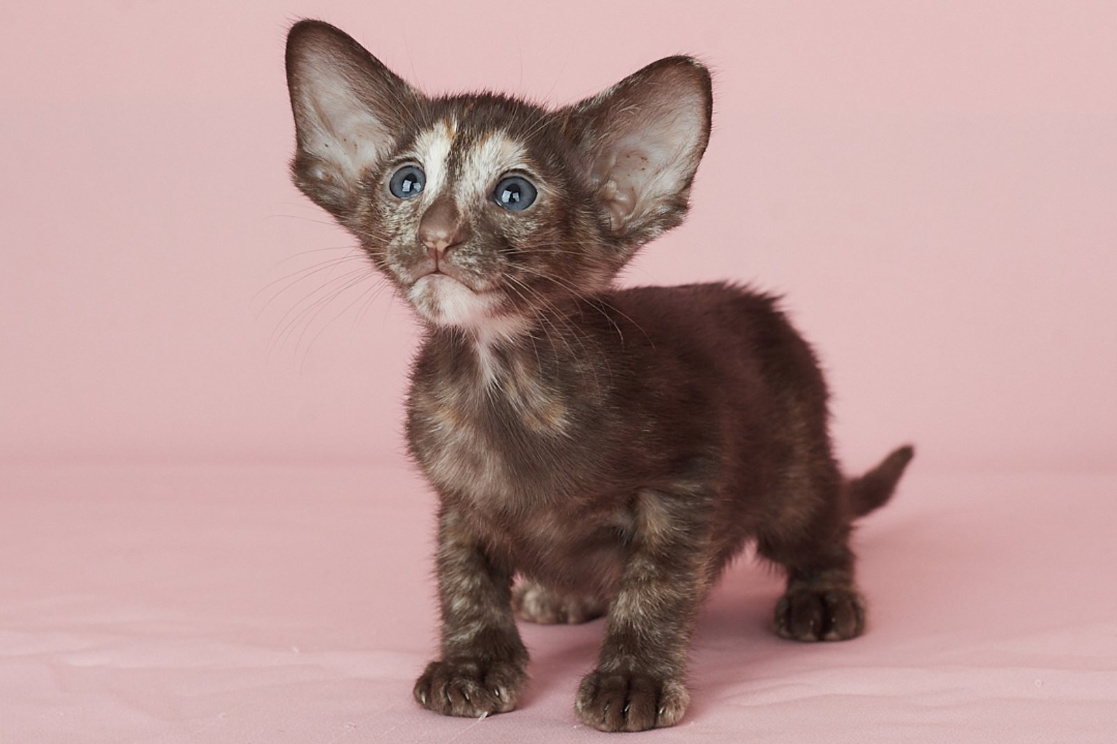 Queen U Oriental Cat kitten - Available for adoption at FavCats