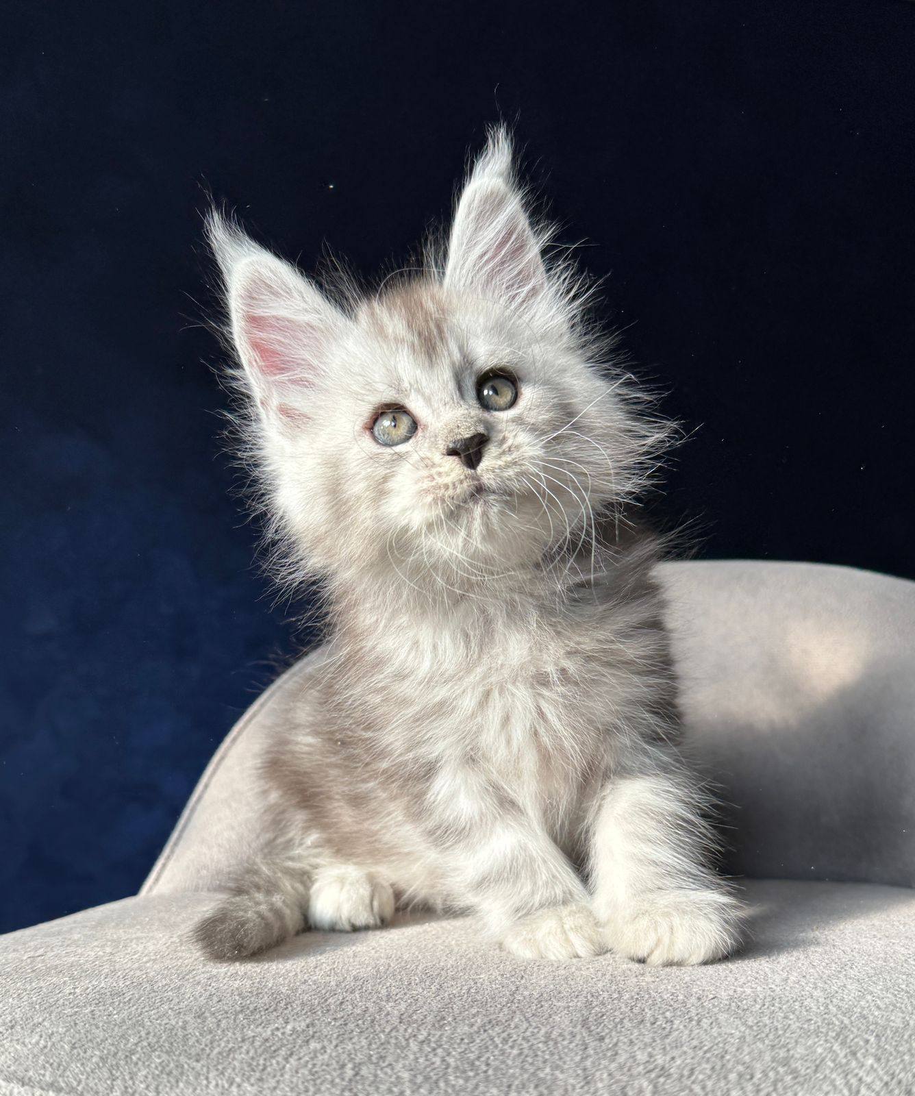 Ulf R Maine Coon kitten - Available for adoption at FavCats
