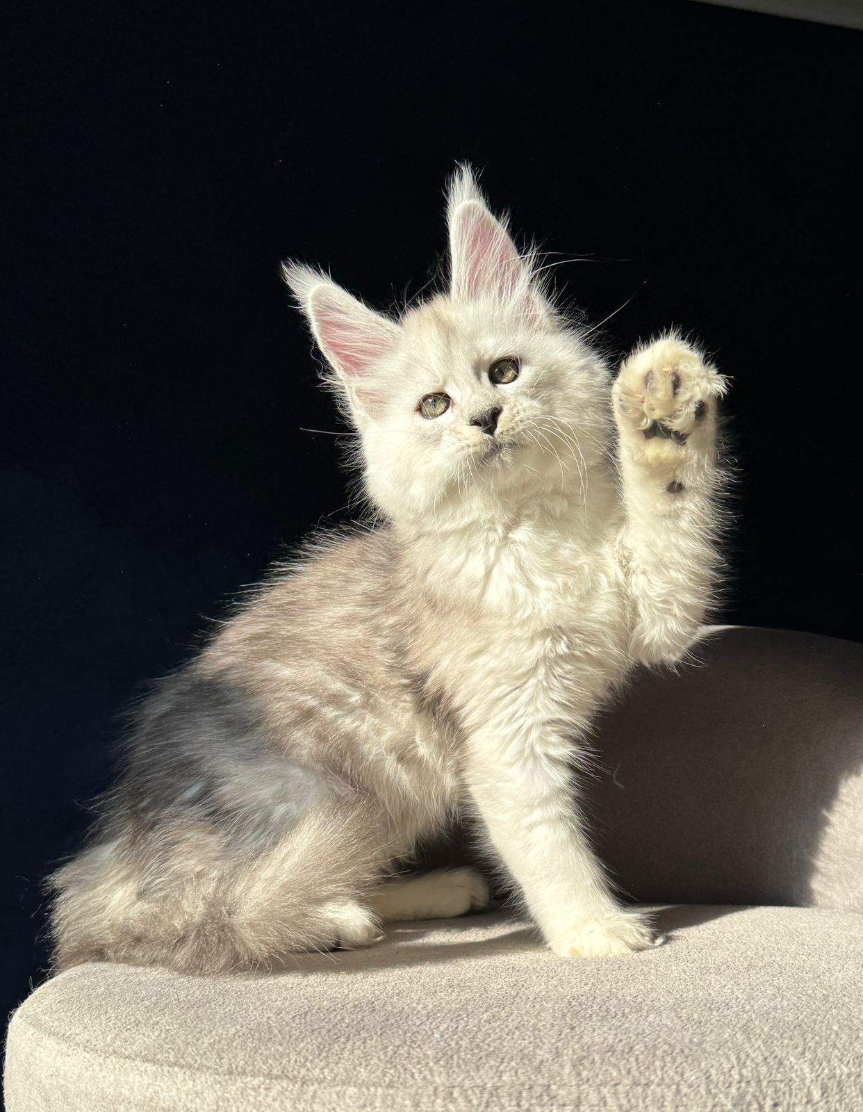 Ussi R Maine Coon kitten - Available for adoption at FavCats