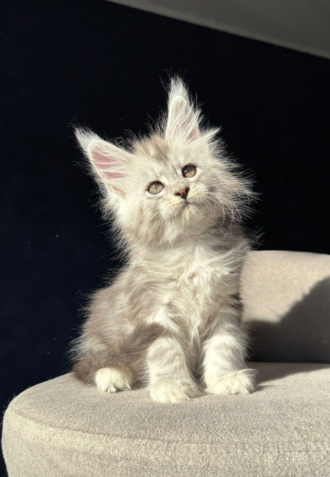 Ulinka R Maine Coon kitten - Available for adoption at FavCats