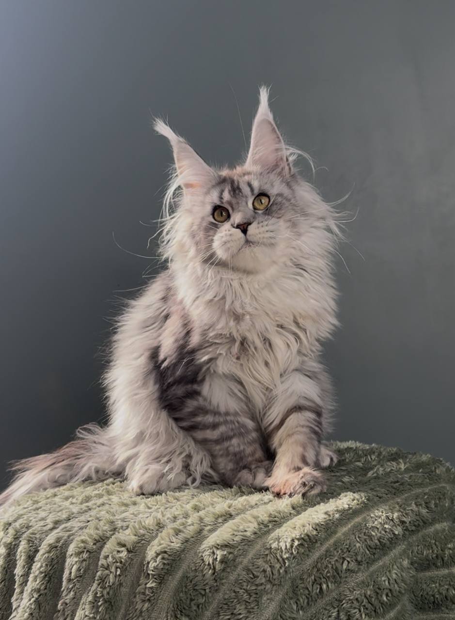 Hanna R Maine Coon kitten - Available for adoption at FavCats