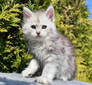 Evelyna R Maine Coon kitten - Available for adoption at FavCats