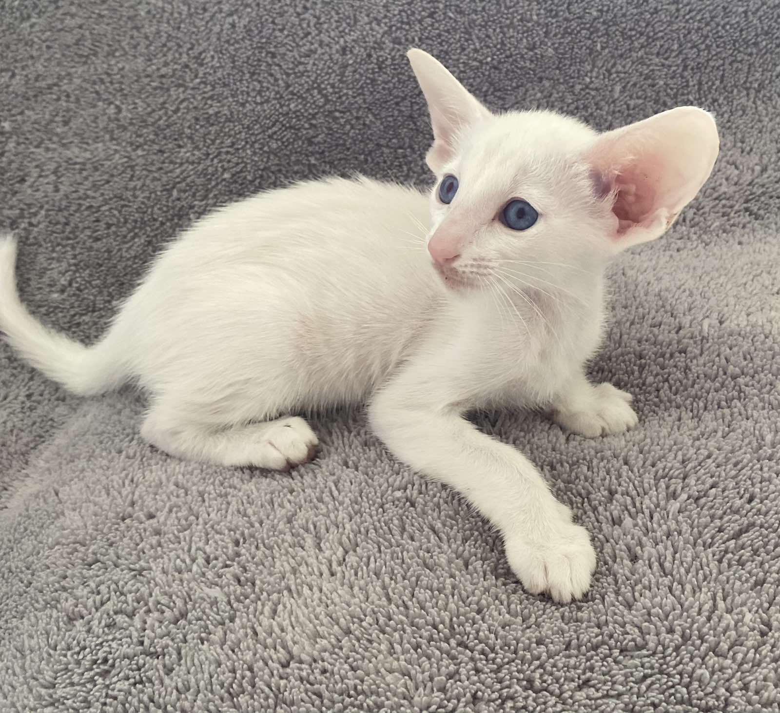 Fifa U Oriental Cat kitten - Available for adoption at FavCats