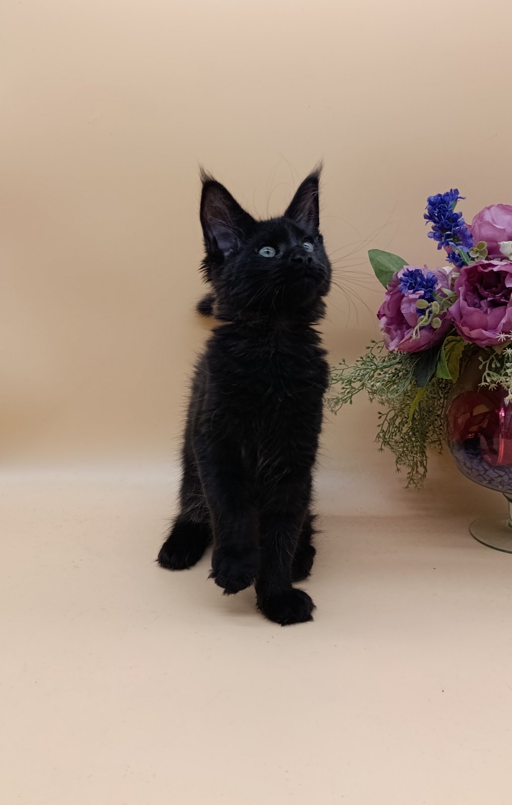 Iris U thumbnail