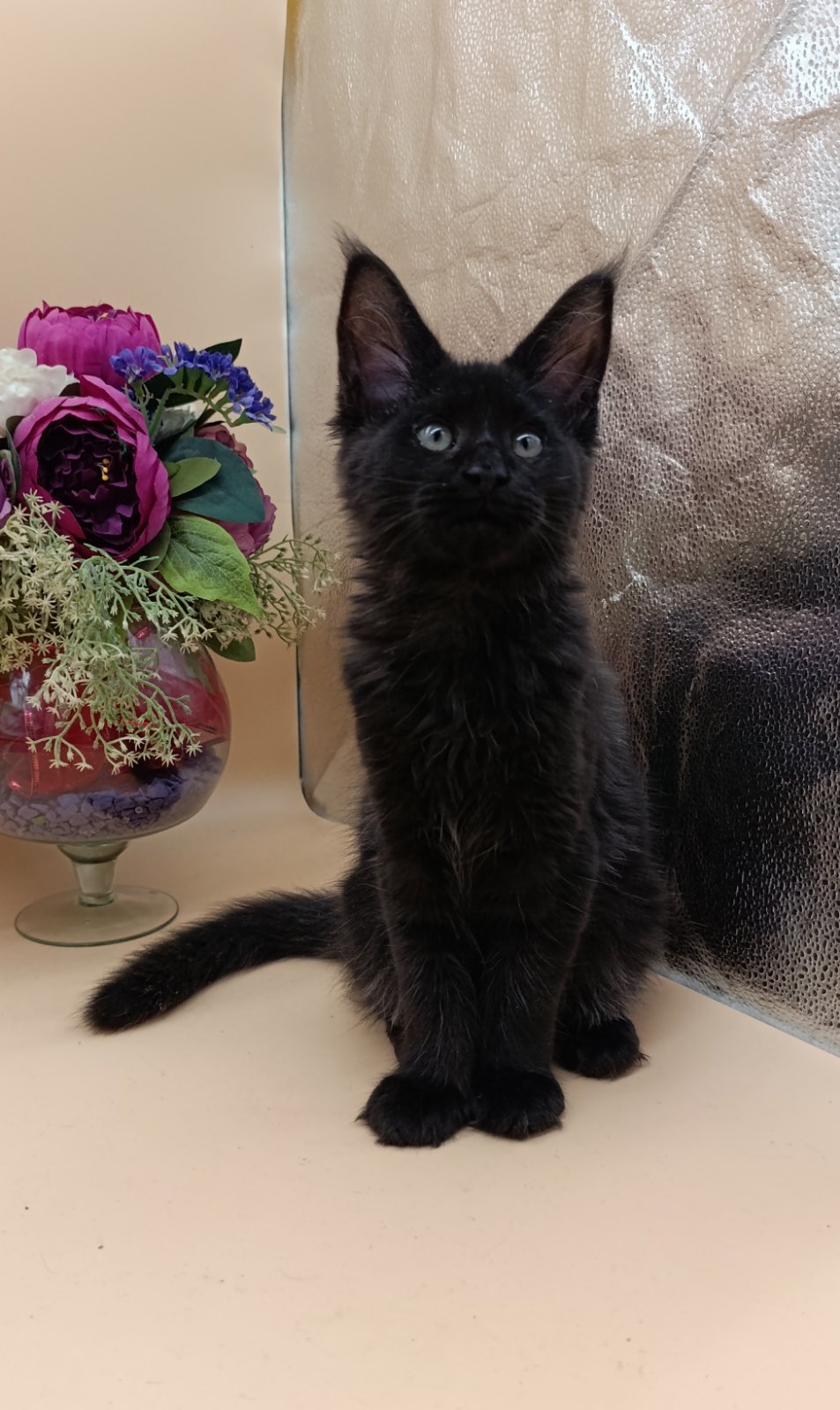 Iris U thumbnail