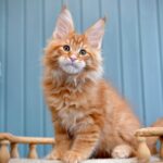 Willow R thumbnail