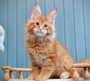 Willow R Maine Coon kitten - Available for adoption at FavCats