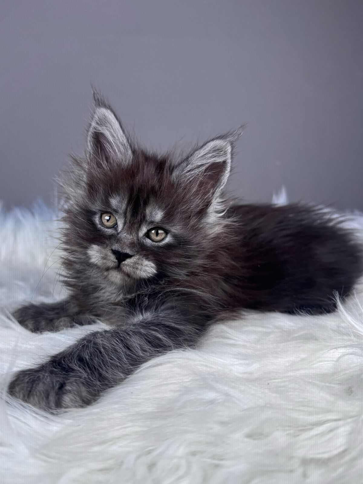 Xemfilda R Maine Coon kitten - Available for adoption at FavCats