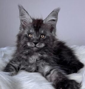 Xandra R Maine Coon kitten - Available for adoption at FavCats