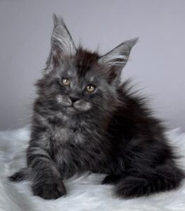 Xunya R Maine Coon kitten - Available for adoption at FavCats