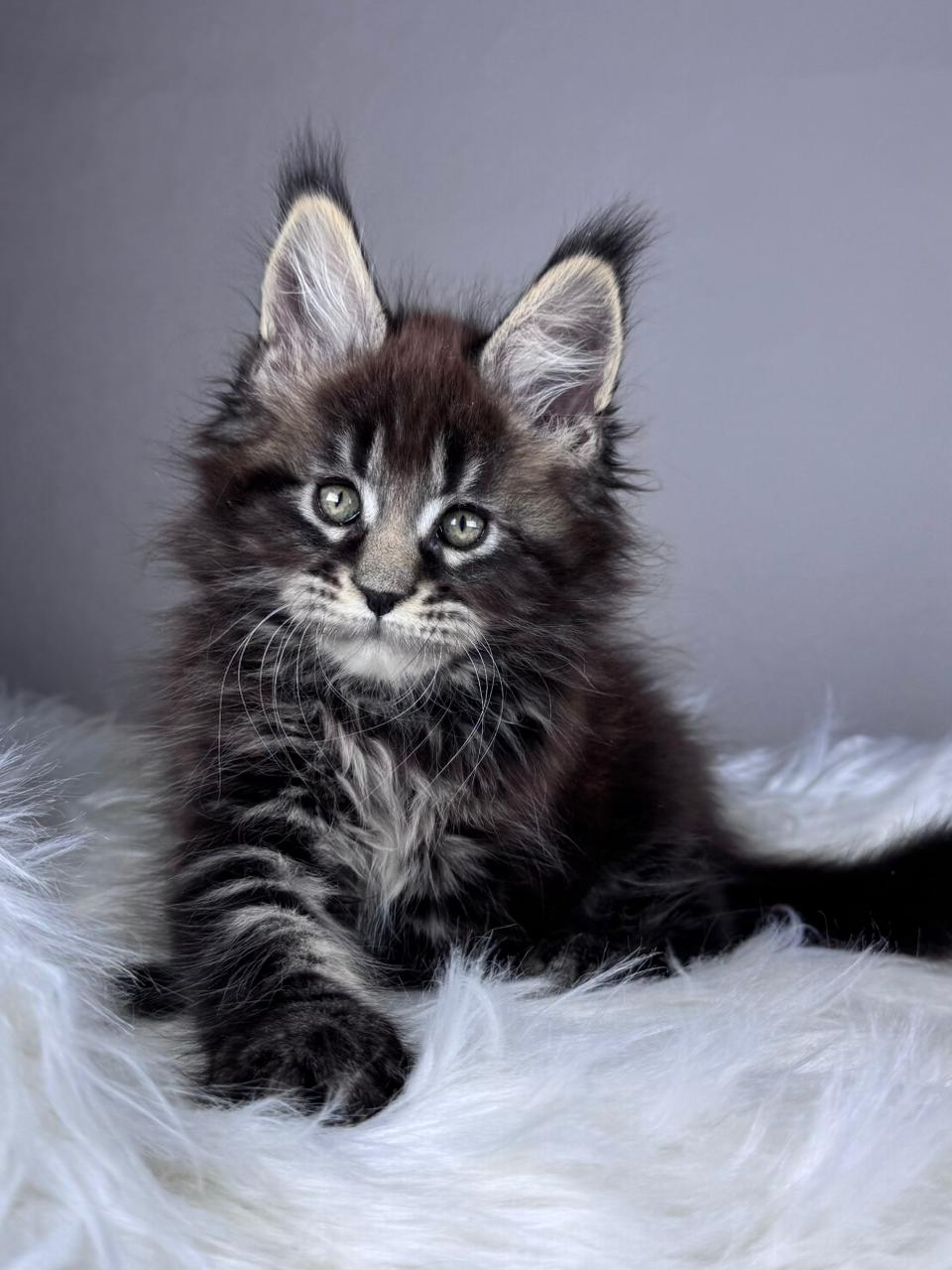 Boss R reserved for Tucker Maine Coon kitten - Available for adoption at FavCats