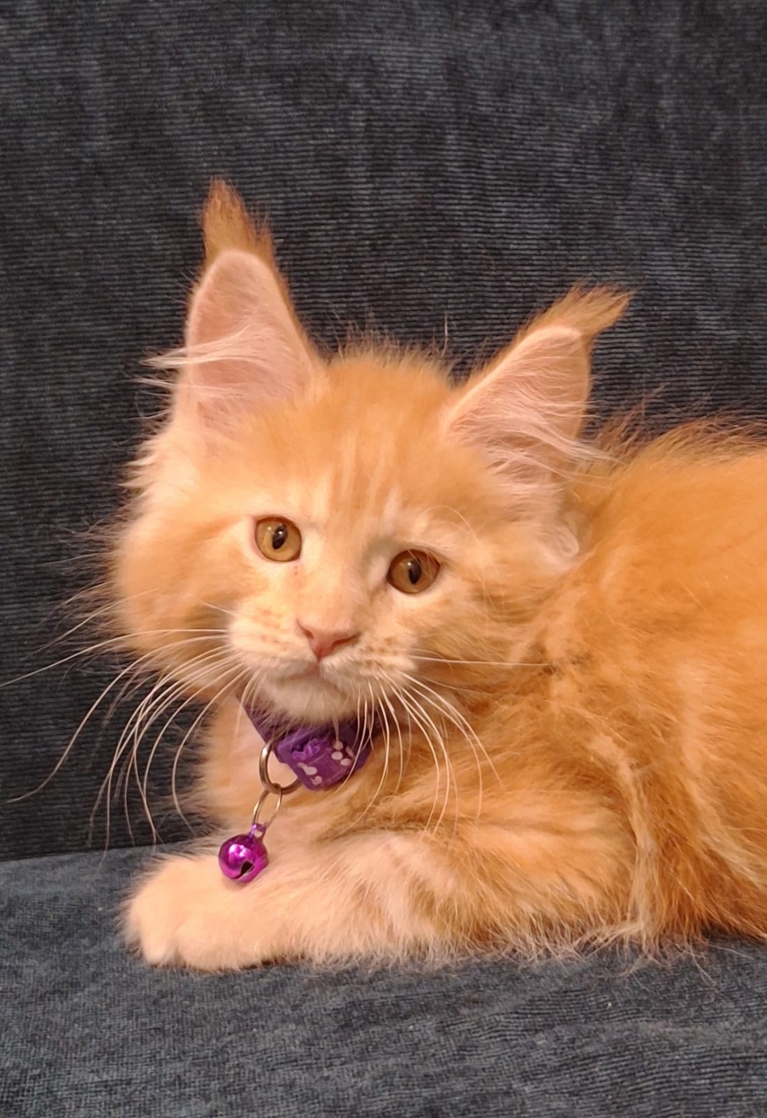 Afridita R Maine Coon kitten - Available for adoption at FavCats