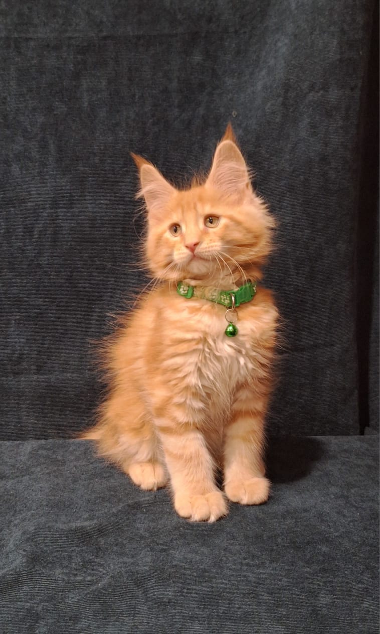 Avatar R Maine Coon kitten - Available for adoption at FavCats