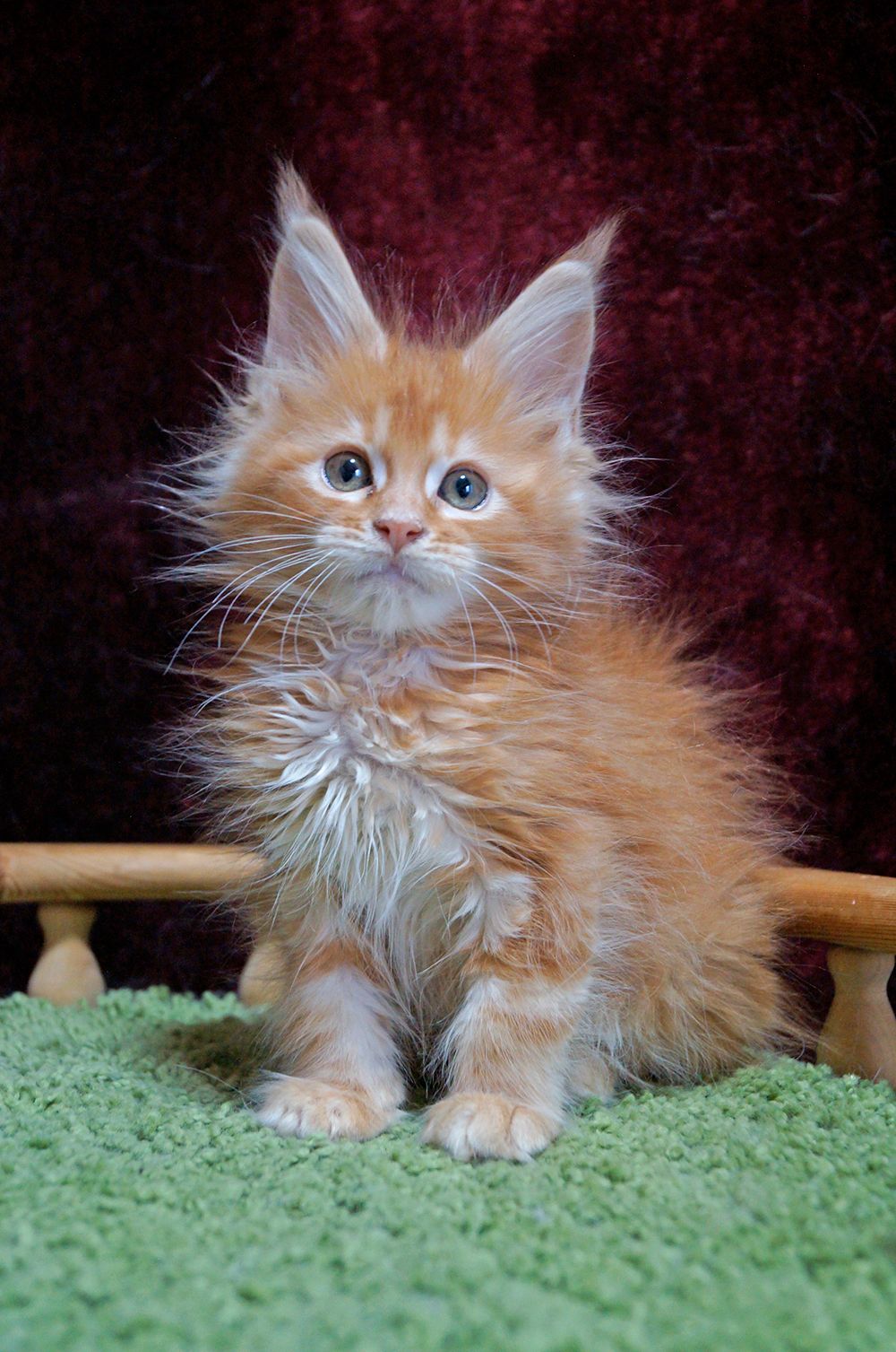 Orel R Maine Coon kitten - Available for adoption at FavCats