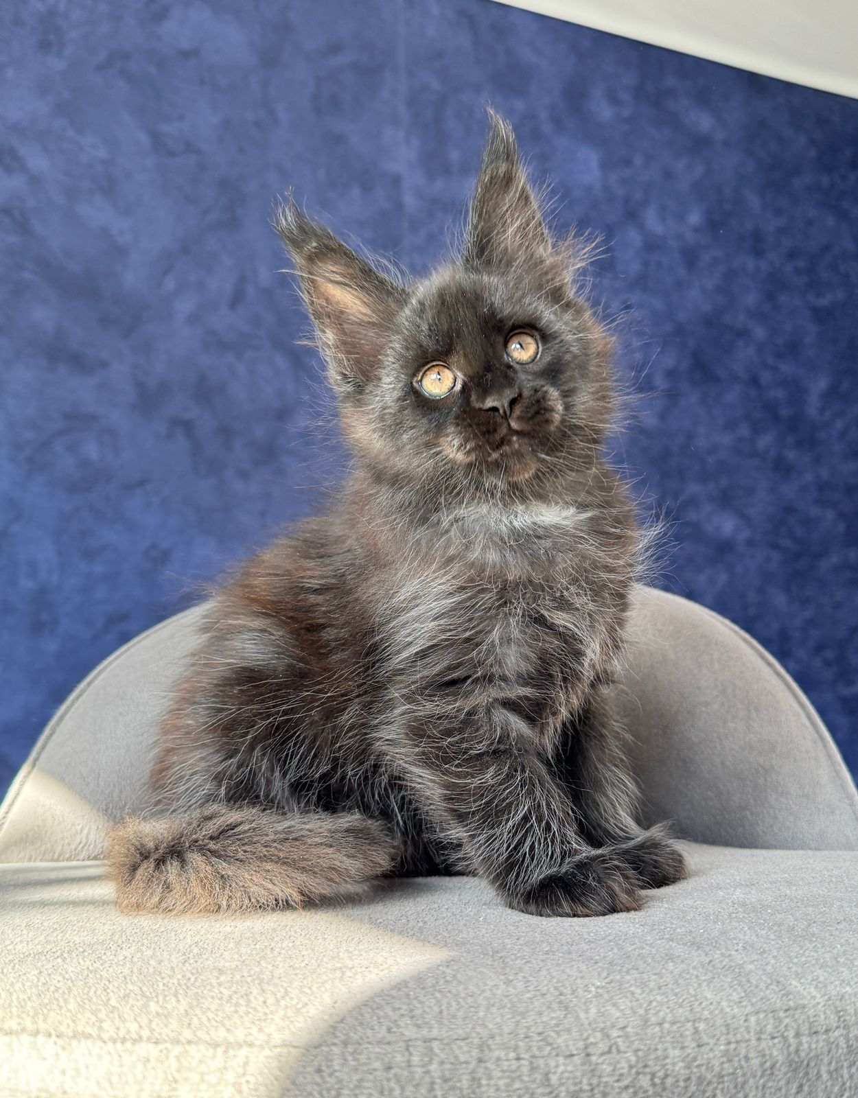 Azari R Maine Coon kitten - Available for adoption at FavCats