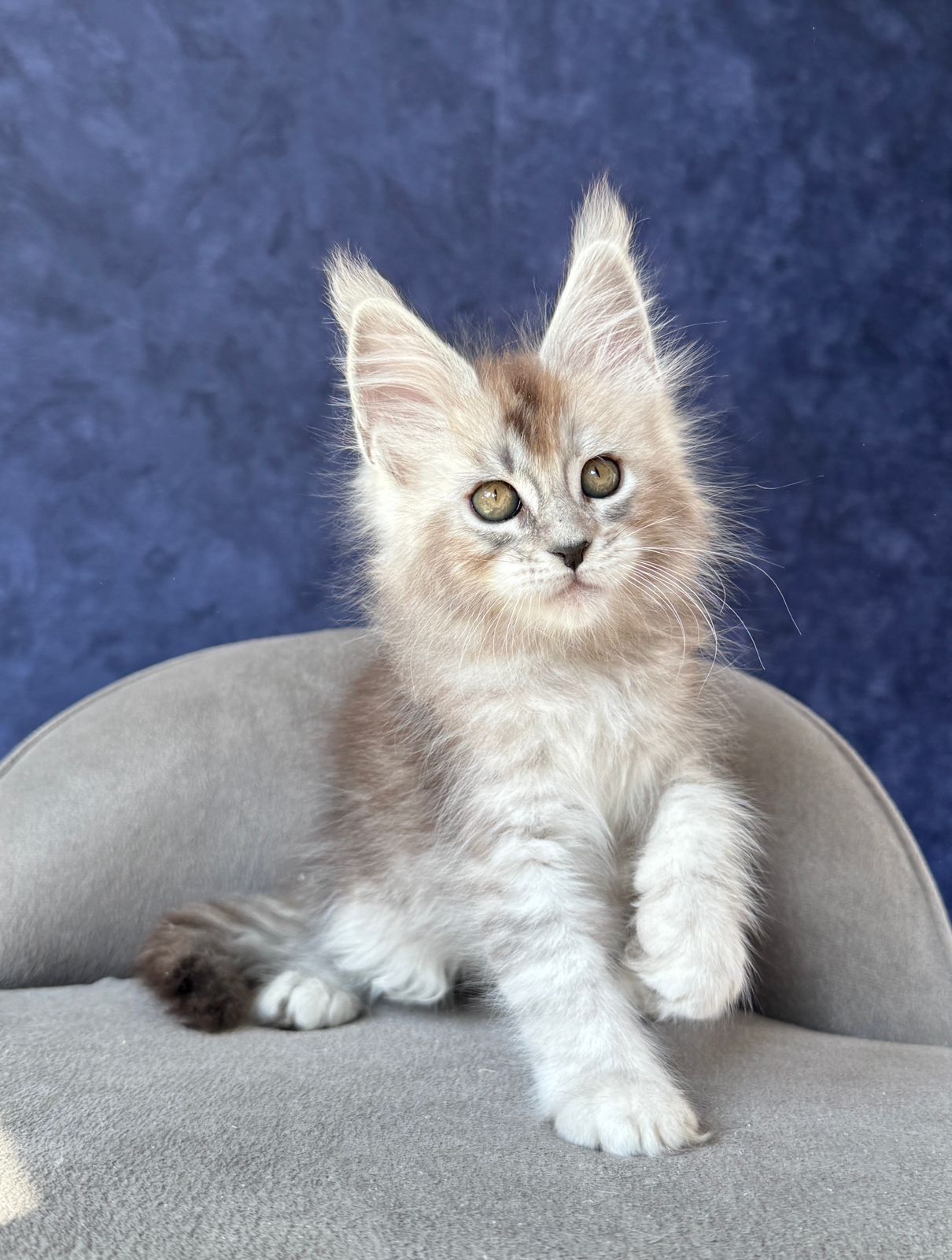 Yacaranda R Maine Coon kitten - Available for adoption at FavCats