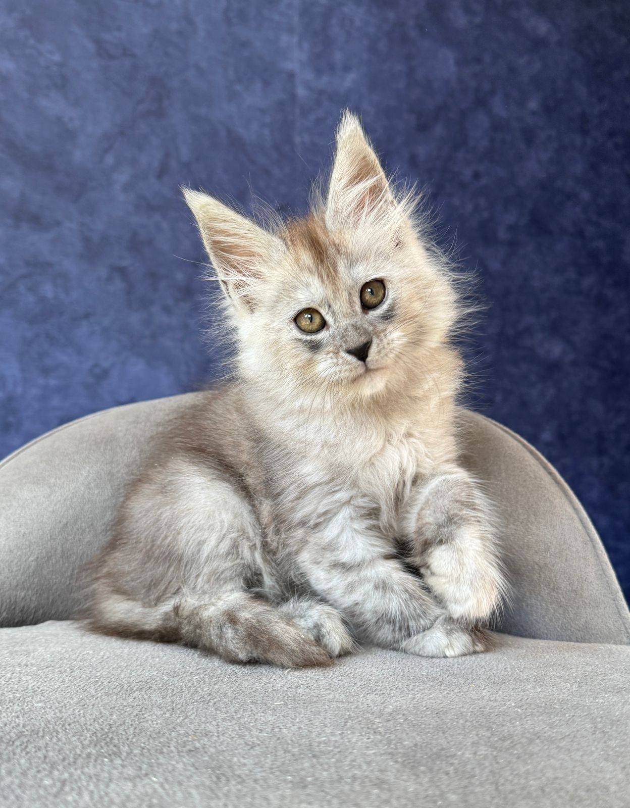 Yum Yum R Maine Coon kitten - Available for adoption at FavCats