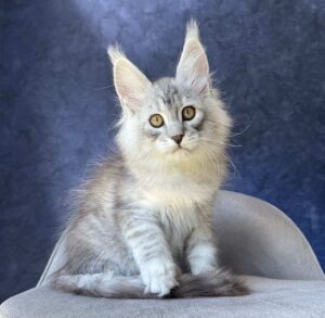 Vadash R Maine Coon kitten - Available for adoption at FavCats