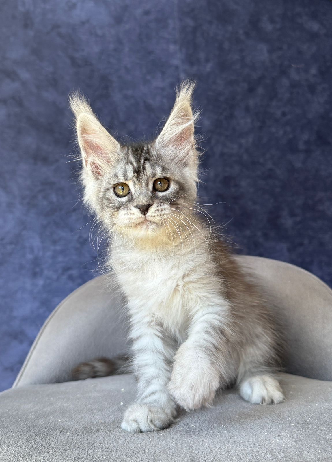 Vansai R Maine Coon kitten - Available for adoption at FavCats